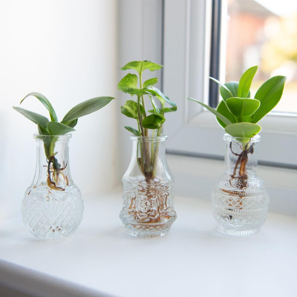 Thompson & Morgan Green Hydrophonic Coll Cuttings with Berlin Glass Vases 7cm 6 Pack Image 2