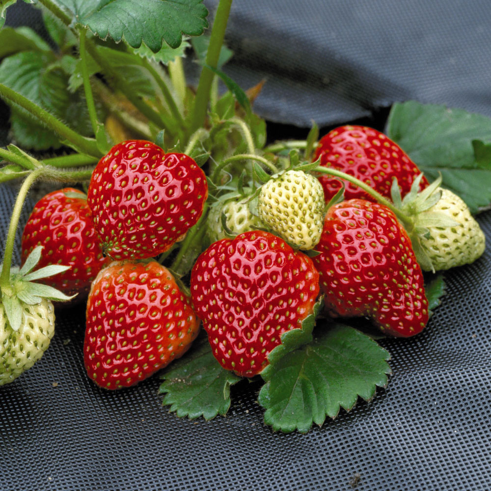 Thompson and Morgan Strawberry Honeoye Bare Root 6 Pack Image 1