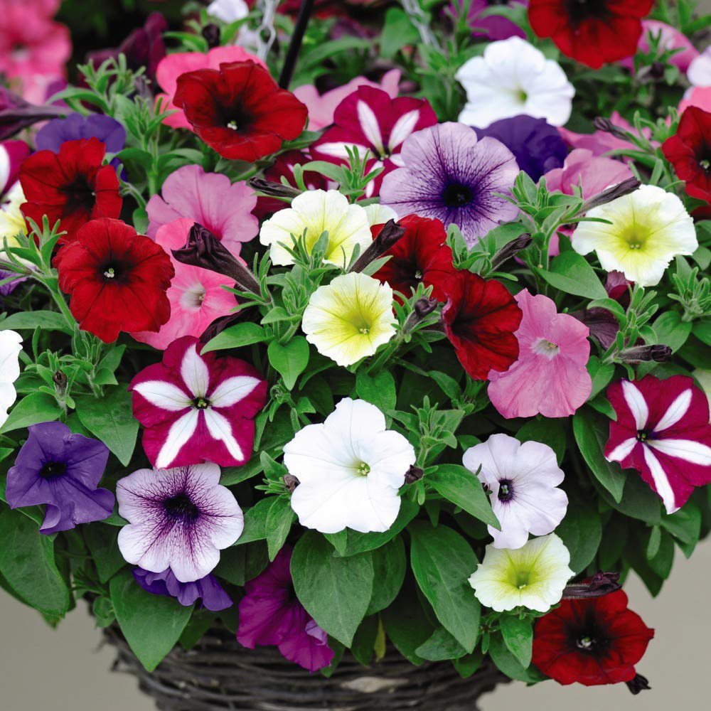 Thompson and Morgan Petunia Easy Wave Ultimate Mixed Plant Plug 24 Pack Image 1