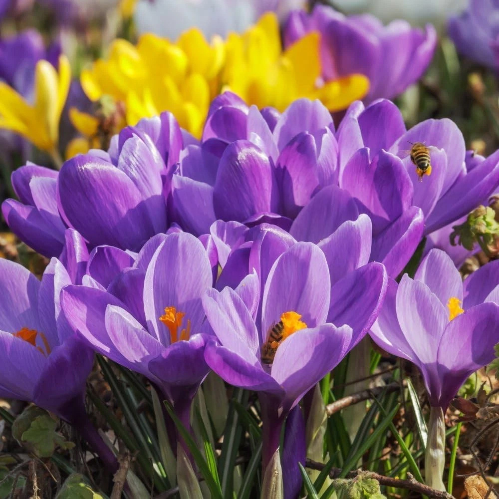 Thompson and Morgan Crocus Dutch Purple Planting Bulb 80 Pack Image 3