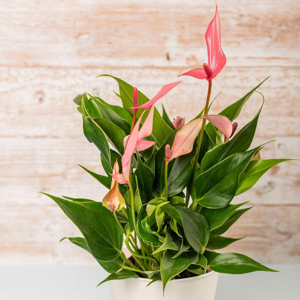 Thompson and Morgan Anthurium Karma Pink Plant Pot 9cm 2 Pack Image 1