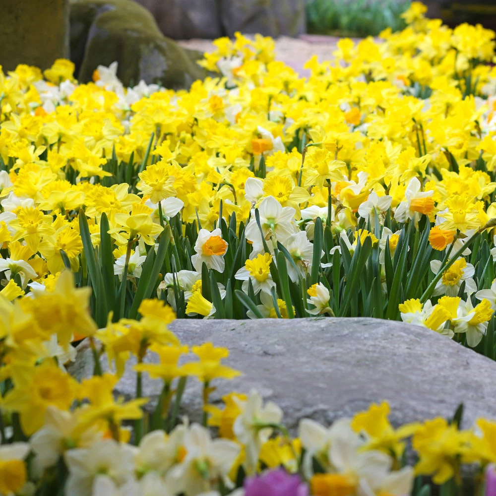 Thompson and Morgan Daffodil Rockgarden Mixed Spring Planting Bulb 20 Pack Image 5