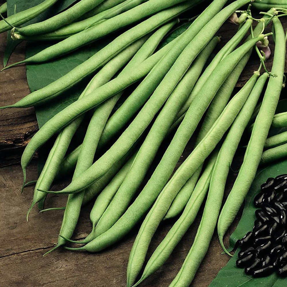 Thompson and Morgan Cobra Climbing French Bean Seeds 70 Pack Image 1