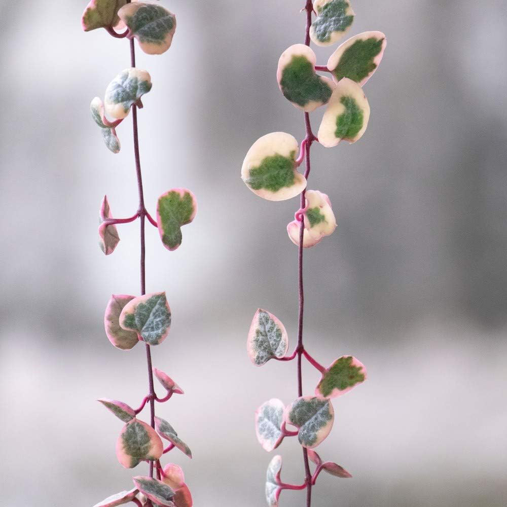 Thompson and Morgan String of Hearts Variegated 8cm Plant Pot Image 3
