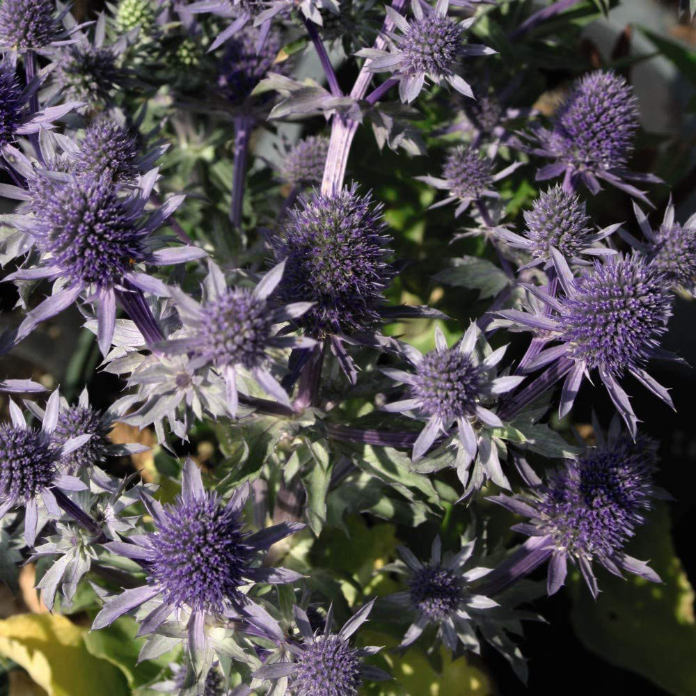 Thompson and Morgan Eryngium Planum Blue Hobbit Plant Pot 9cm 3 Pack Image 2