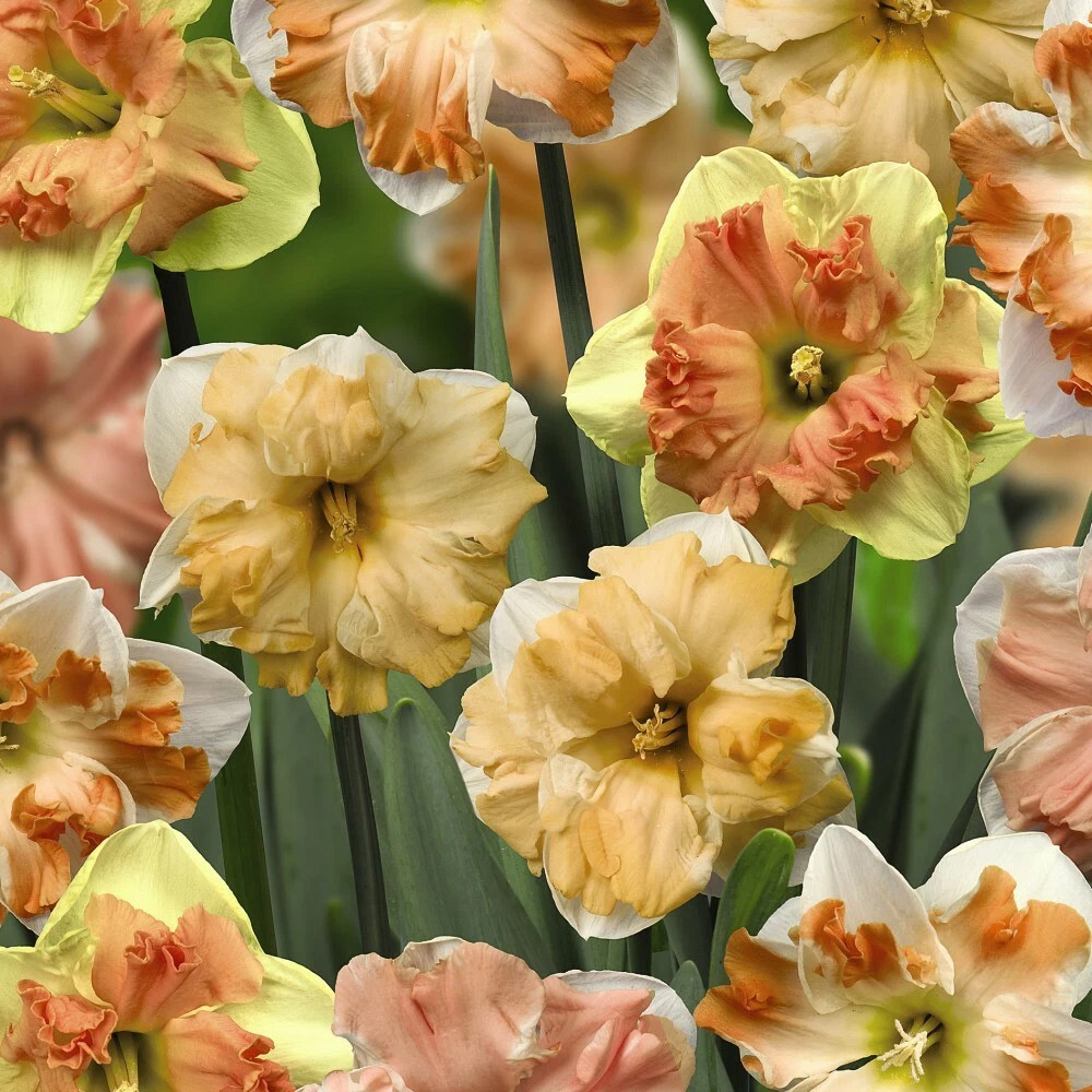 Thompson and Morgan Daffodil Rainbow Butterfly Mixed Spring Planting Bulb 8 Pack Image 4