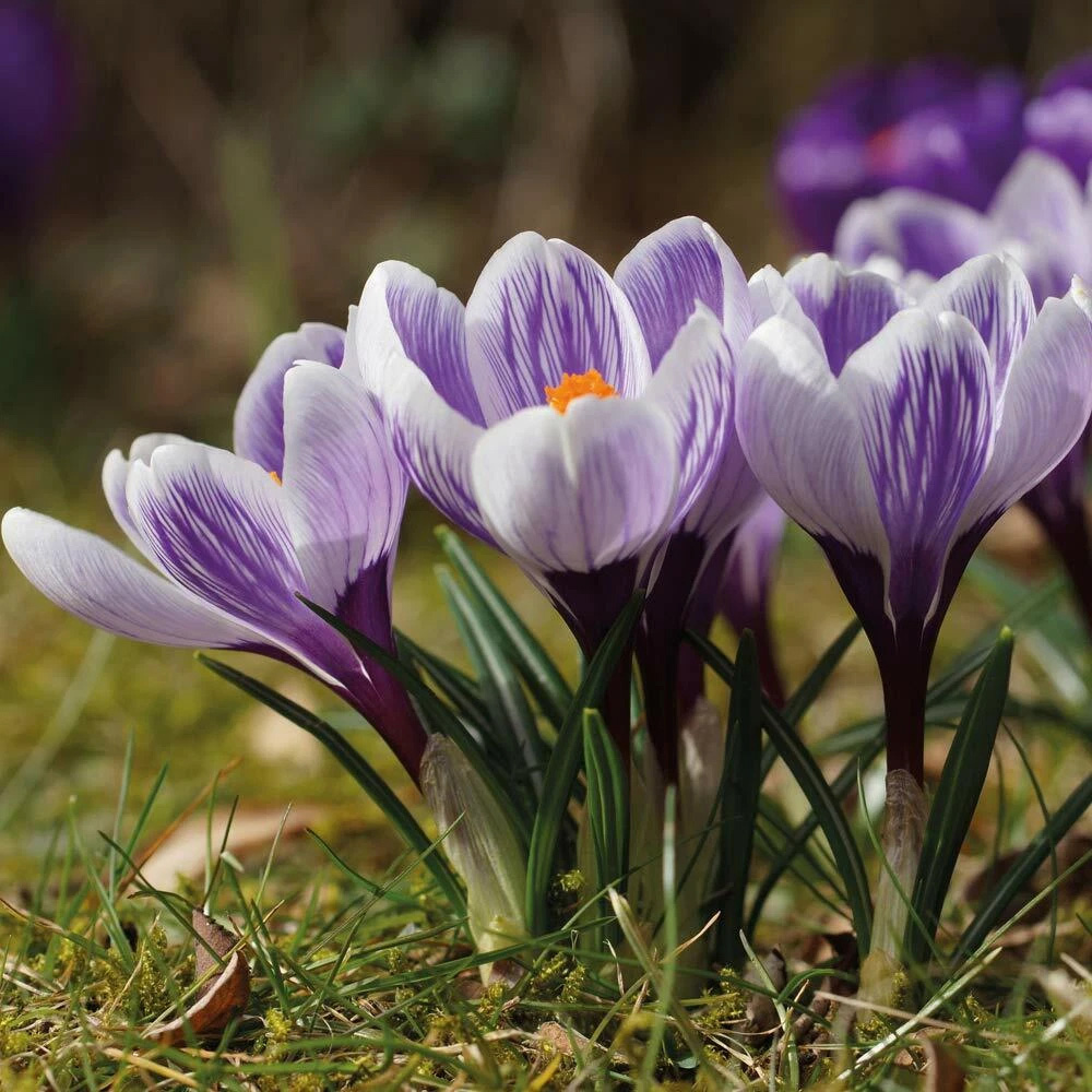 Thompson and Morgan Crocus Bicolour Mix Planting Bulb 80 Pack Image 4