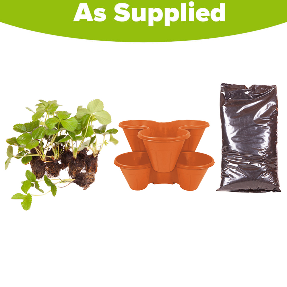 YouGarden Sweet Colossus Strawberry Growing Kit Image 4