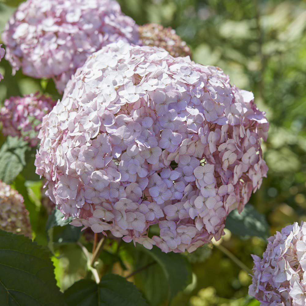 Thompson and Morgan Hydrangea Arb Candybelle Bubblegum Plant Pot 9cm 2 Pack Image 2