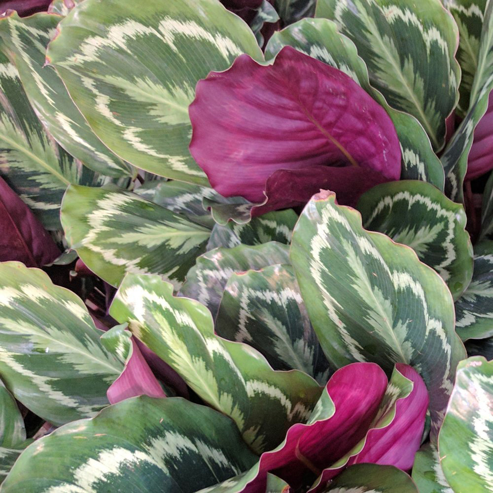 Thompson and Morgan Calathea Roseopicta Medallion Potted Plant 9cm Image 3