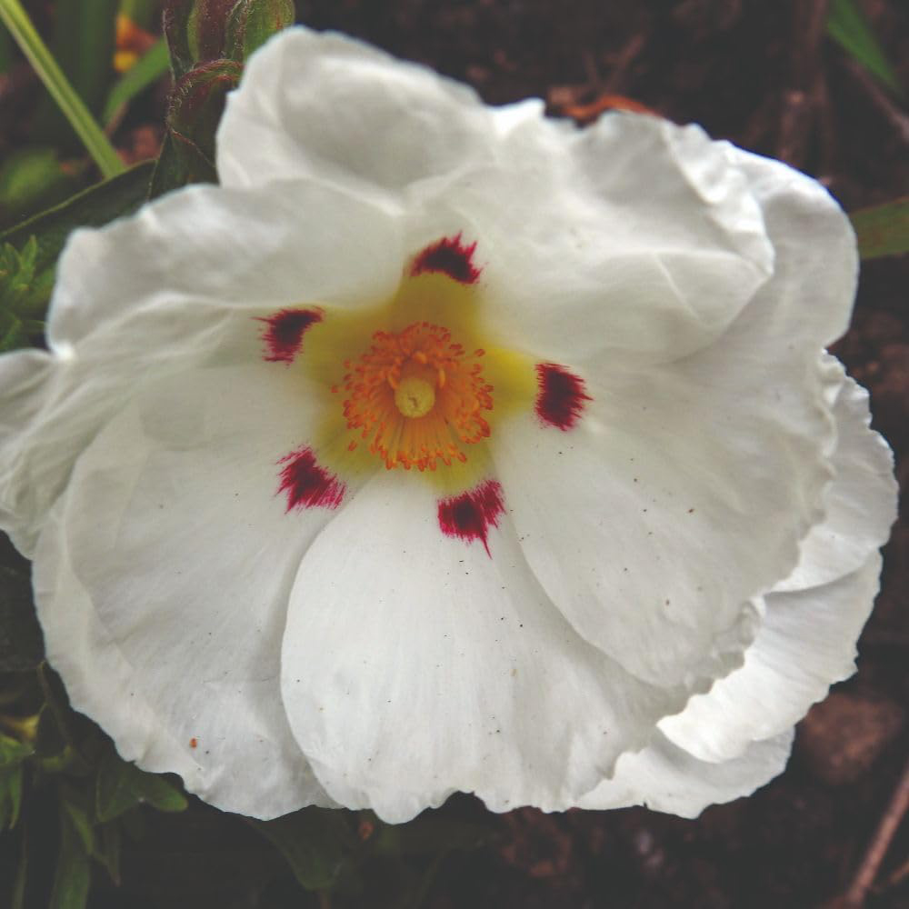 Thompson and Morgan Cistus x Purpureus Alan Fradd Plant Pot 9cm Image 2
