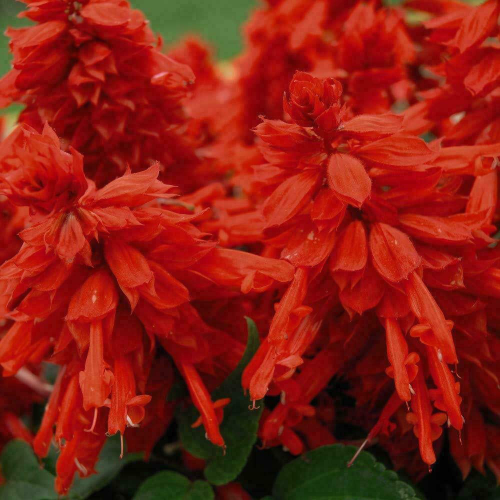 Thompson and Morgan Nurserymans Choice Annual Bedding Mixed Plant Plug 144 Pack Image 7