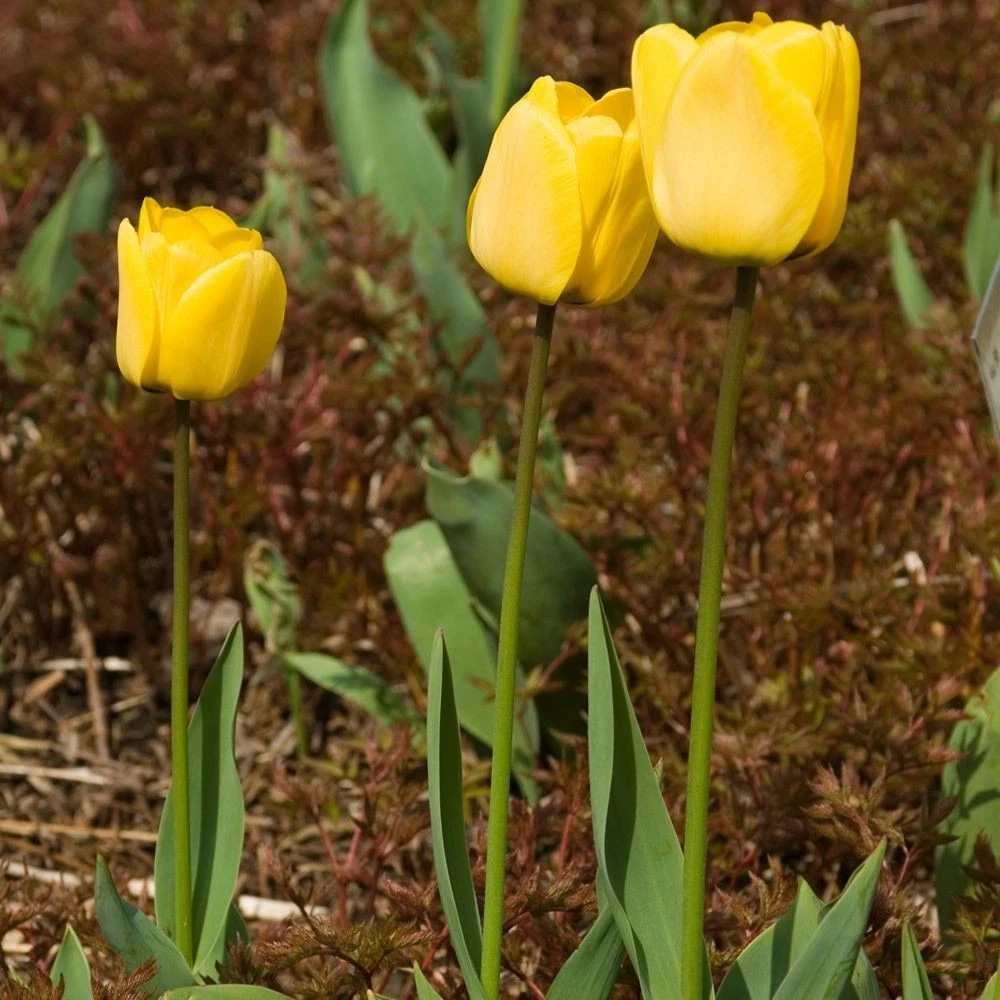 Thompson and Morgan Tulip Darwin Hybrid Golden Apeldoorn Autumn Planting Bulb 16 Pack Image 5