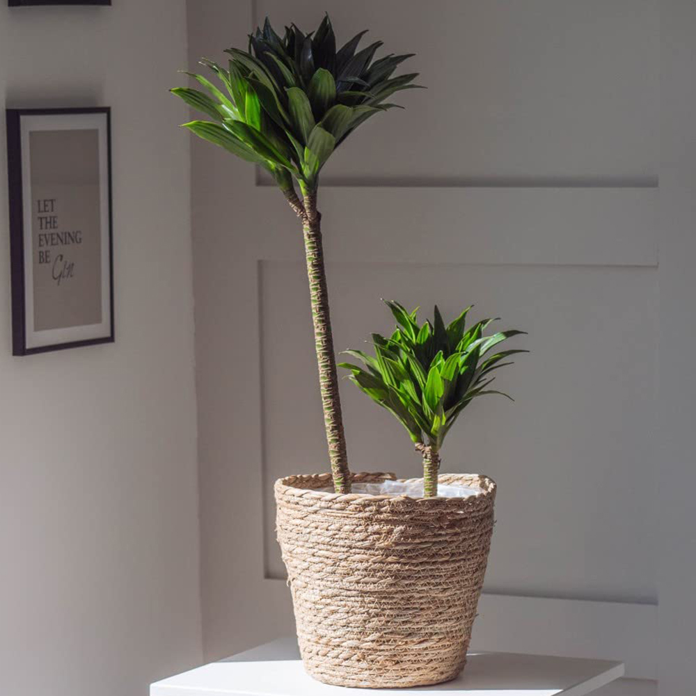 Thompson and Morgan Dracaena Dragon Tree Fragrans Compacta Potted Plant 5.5cm 2 Pack Image 1