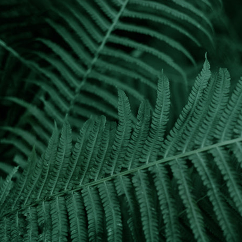 Benjamin Tate Design Deep Green Fern Leaves Cushion 45 x 30cm Image 3