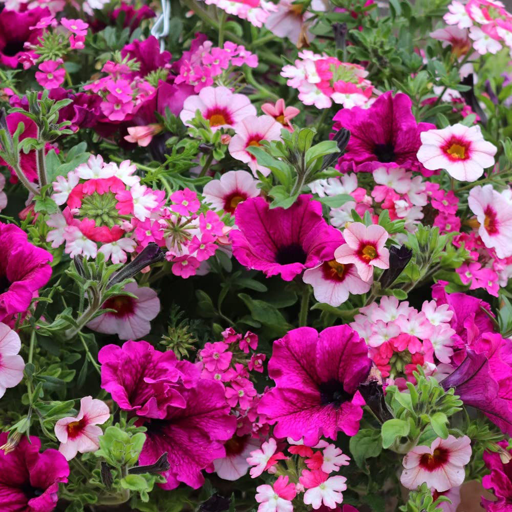 Thompson and Morgan Eton Mess Preplanted Hanging Basket 35cm Image 1
