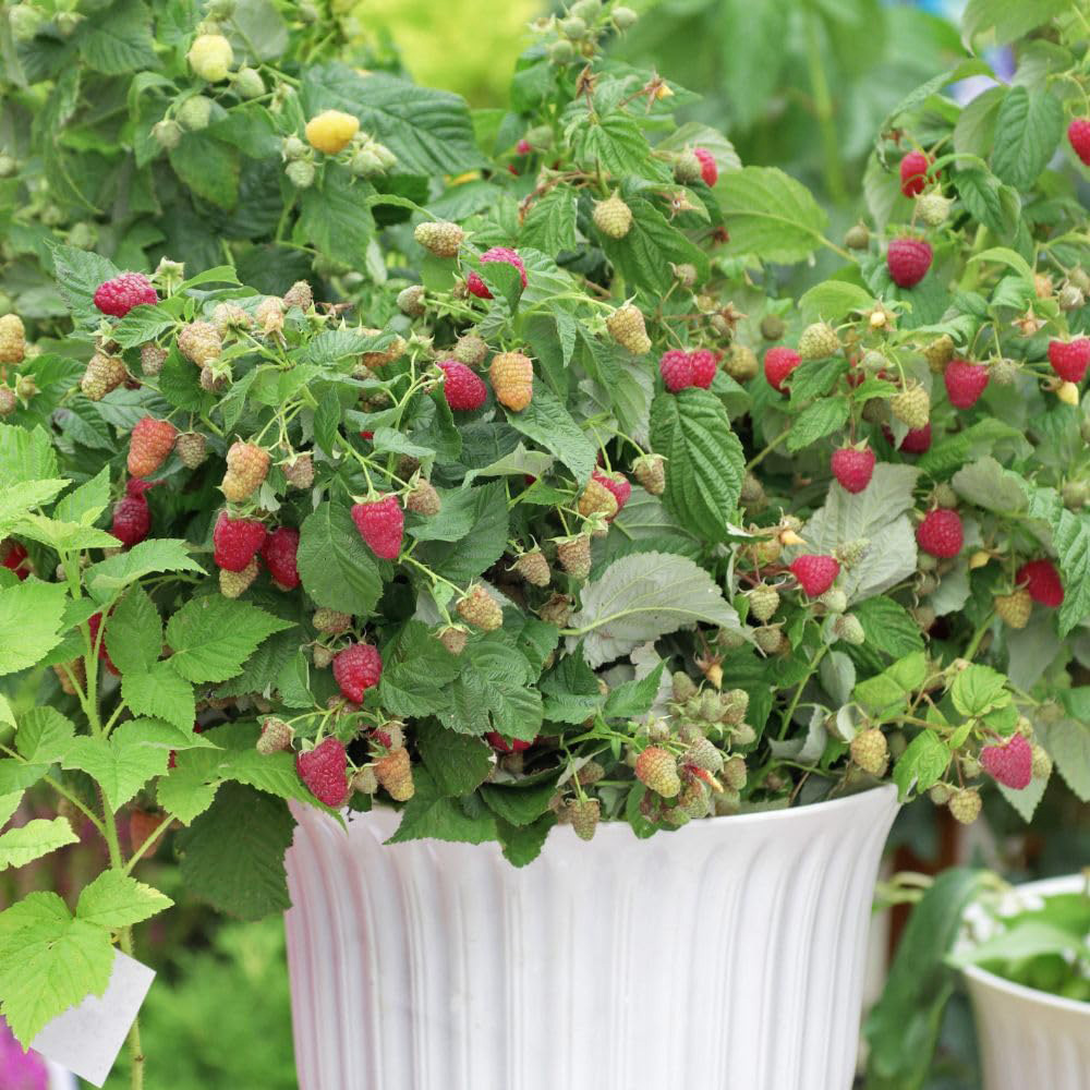 Thompson and Morgan Rubus Ideaus Little Sweet Sister Plant Pot 3L Image 3