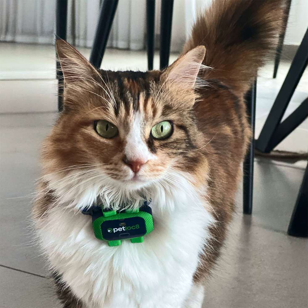 Petloc8 CAT1 Green and Black Pet GPS Tracker Image 5