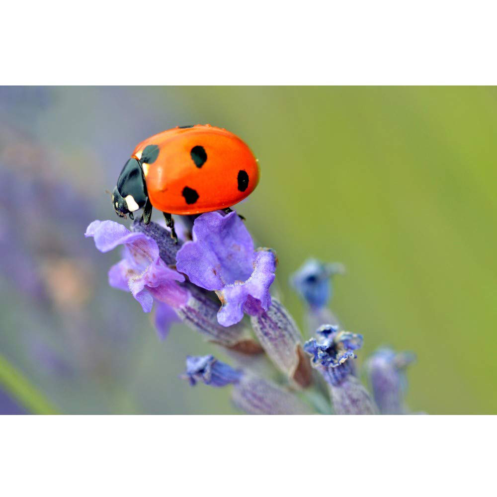 Thompson and Morgan Lavandula Lavender Angustifolia Munstead Plant Pot 9cm Image 6