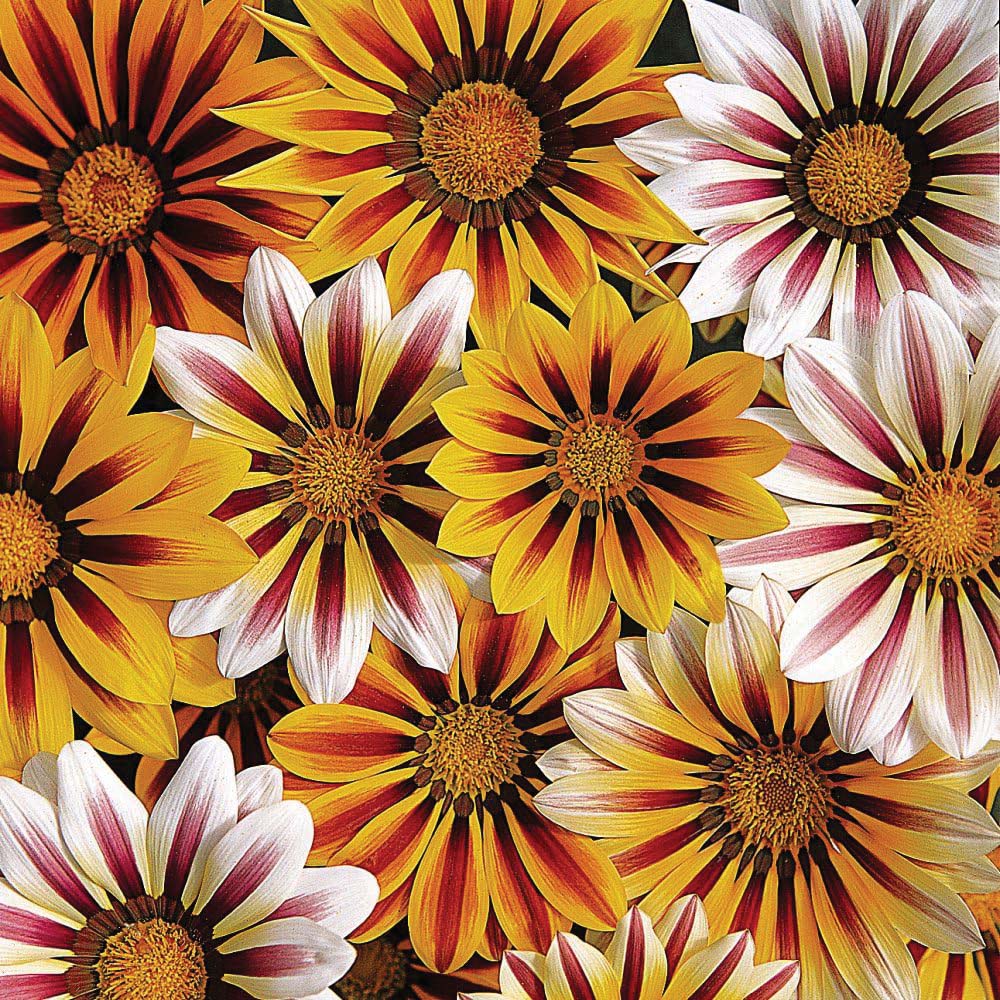Thompson and Morgan Bedding Collection Garden Ready Plants 120 Pack Image 4