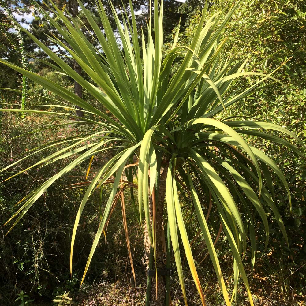 Thompson & Morgan Green Cordyline Australis Verde Atlantic Plant Pot 17cm Image 2