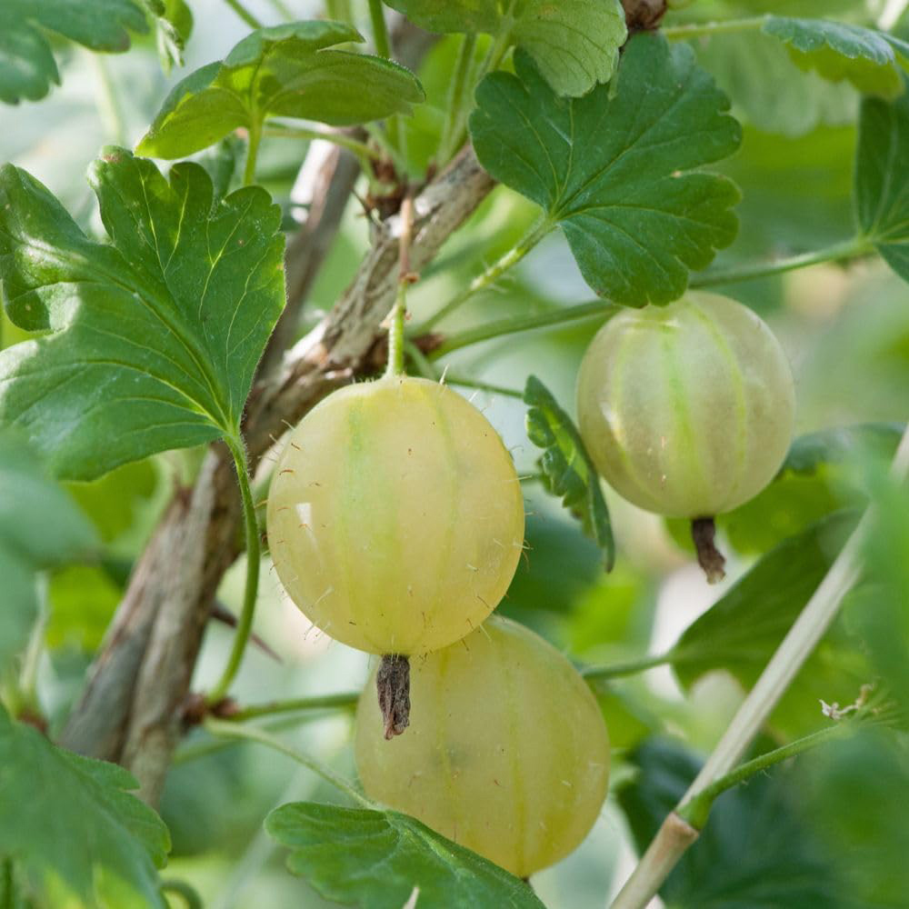 Thompson and Morgan Gooseberry Ribes Uva-Crispa Invicta Plant Pot 2L 2 Pack Image 1