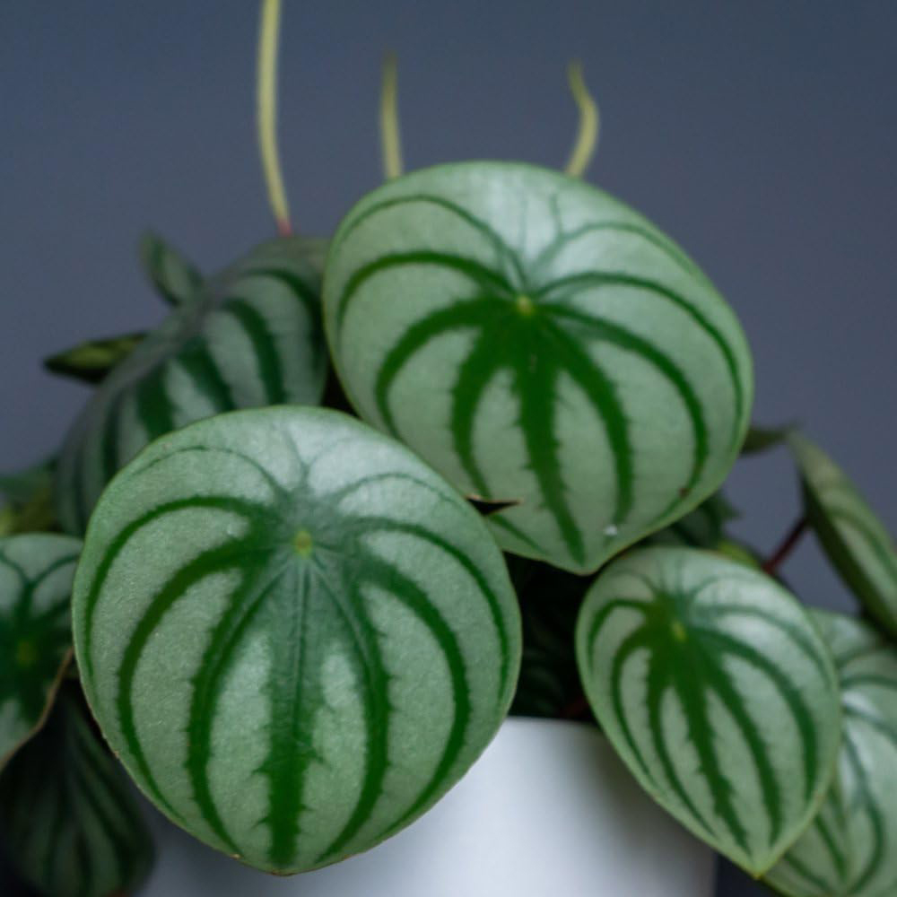 Thompson and Morgan Peperomia Argyreia Plant Pot 12cm Image 4
