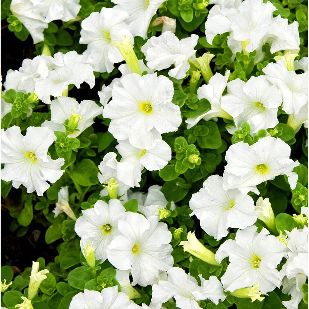 Thompson and Morgan Petunia Express Mixed Garden Ready Plant 15 Pack Image 4