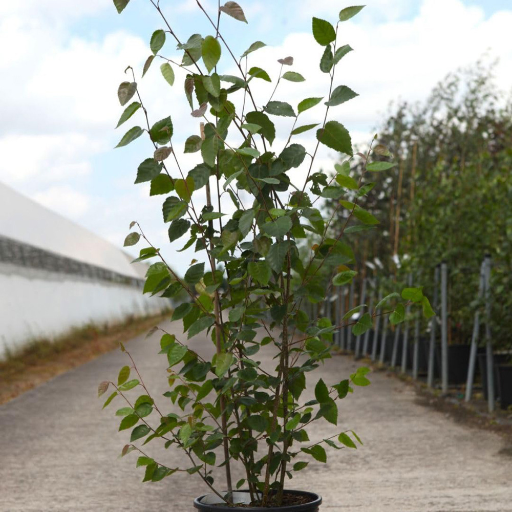 Thompson and Morgan Betula Utilis Doorenbos Multistem Plant Pot 12L Image