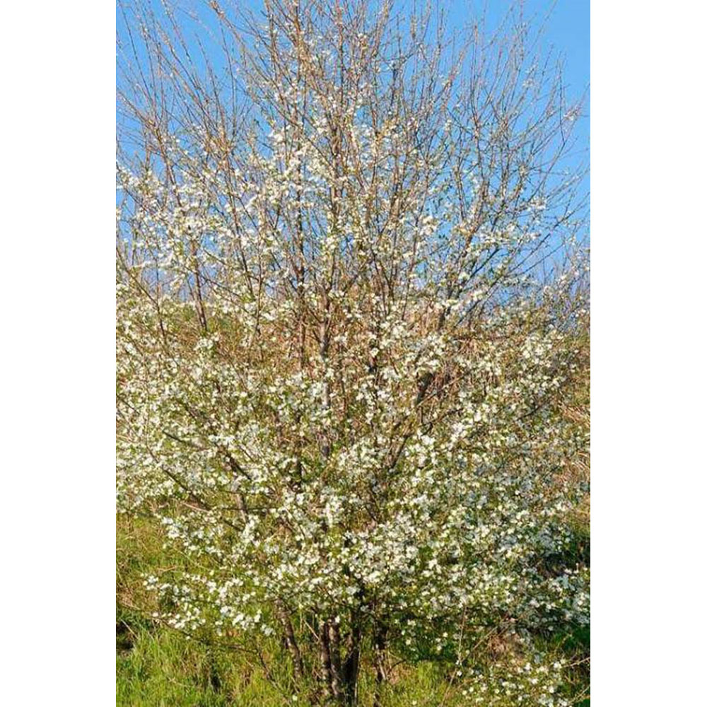 Inspirational Gifting Cherry Plum Bare Root Hedge Plant Saplings 2-3ft 20 Pack Image 4