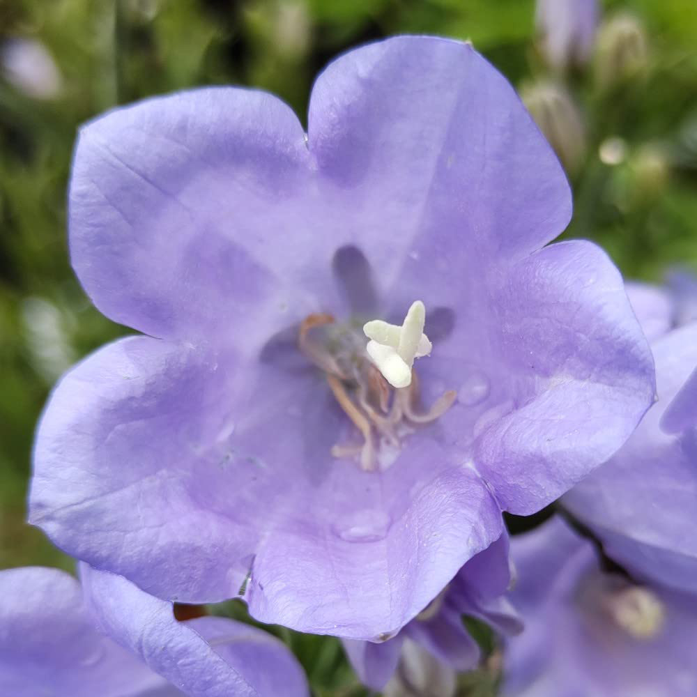 Thompson and Morgan Campanula Persicifolia Takion Blue Garden Ready Plant 15 Pack Image 5