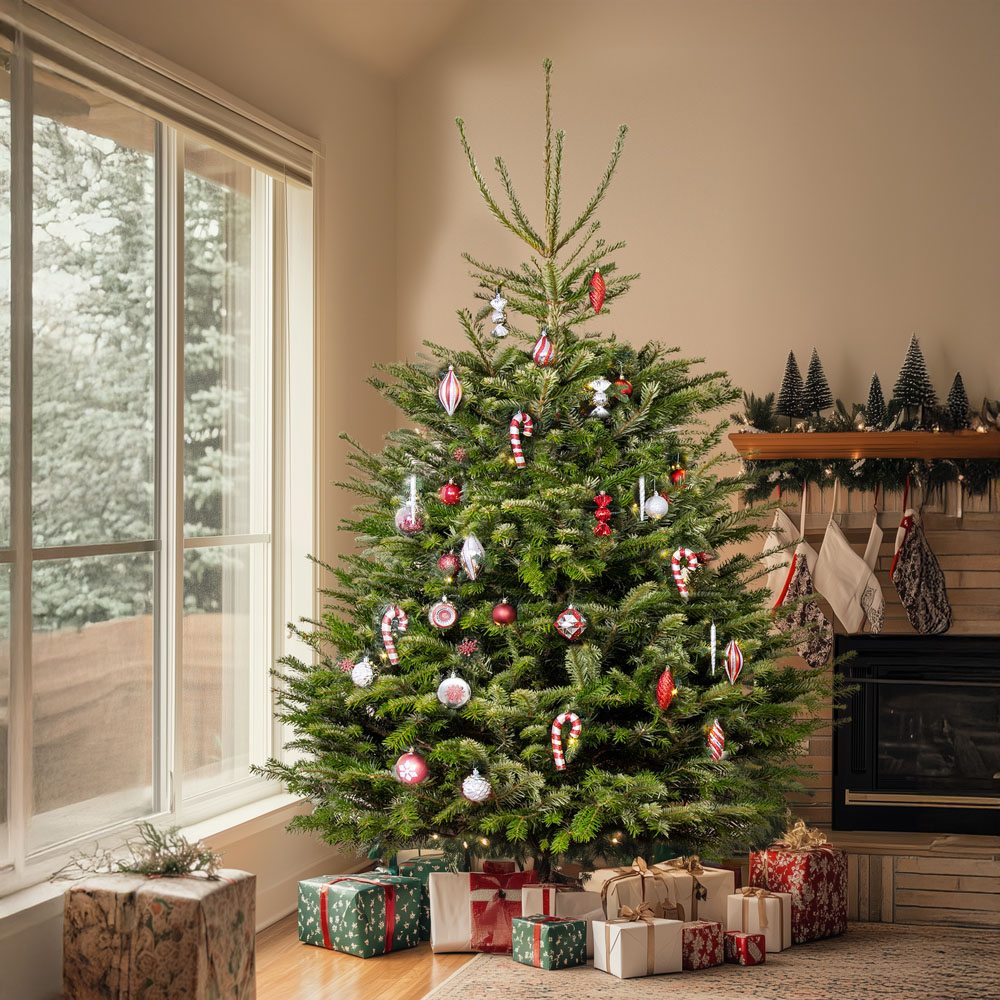GardenersDream Nordmann Fir Cut Real Christmas Tree 6ft - Delivery 30th November - 4th December Image 3
