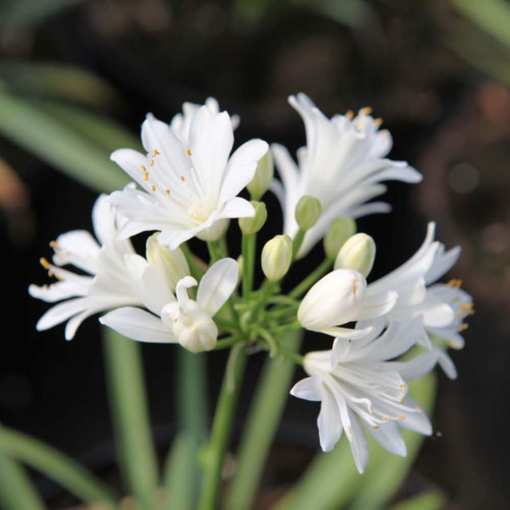 Thompson and Morgan Agapanthus Double Diamond Plant Pot 2L Image 1