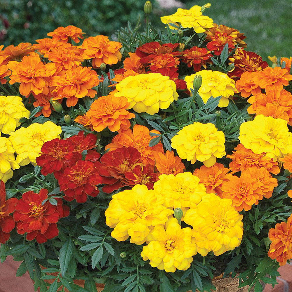 Thompson and Morgan Scatter Flower Garden Easy Annual Mix Image 6