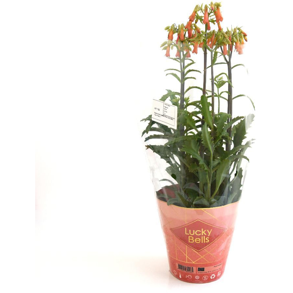 Thompson & Morgan Kalanchoe Blossfeldiana Lucky Bells Plant Pot 14cm 2 Pack Image 3
