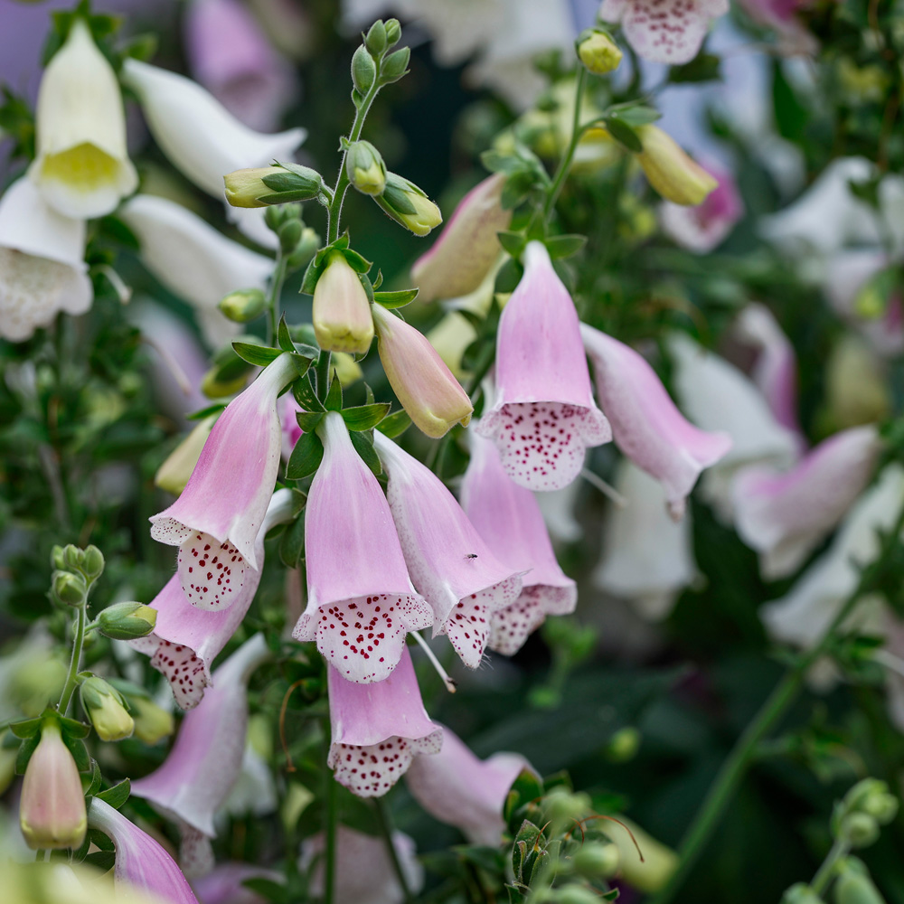 YouGarden Foxglove Digitalis Purpurea Hanabee Pink Plant Pot 3L Image 1