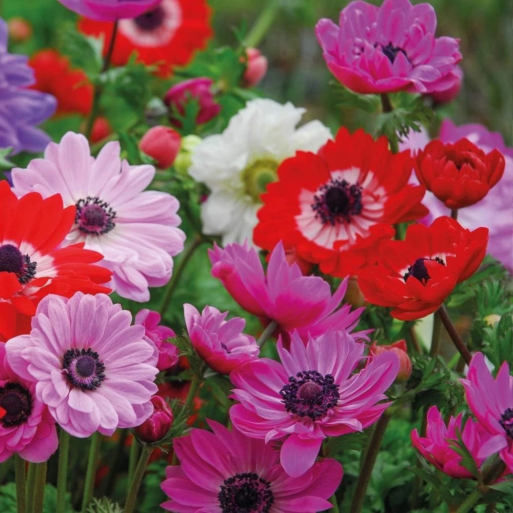 Thompson and Morgan Anemone St Brigid Doubles Planting Bulb 200 Pack Image 7