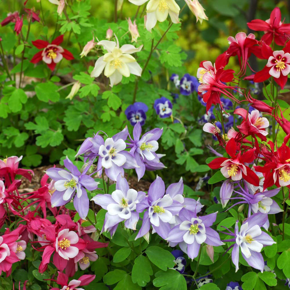 Thompson and Morgan Aquilegia Mrs Scott Elliott Garden Ready Plant 15 Pack Image 4
