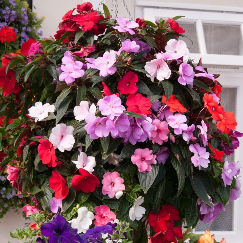 Thompson and Morgan Nurserymans Choice Annual Bedding Mixed Plant Plugs 6 Pack Image 6