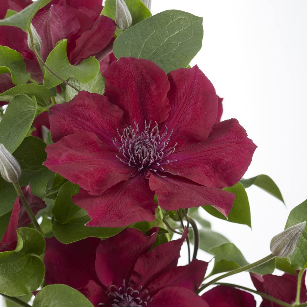 Thompson and Morgan Clematis Nubia Plant Pot 15cm Image 1