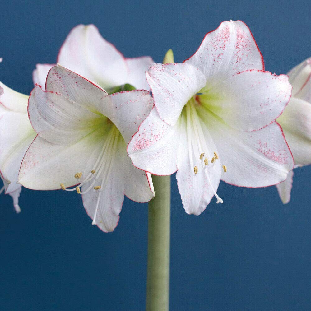 Thompson & Morgan Amaryllis Collection Planting Blulb 4 Pack Image 2