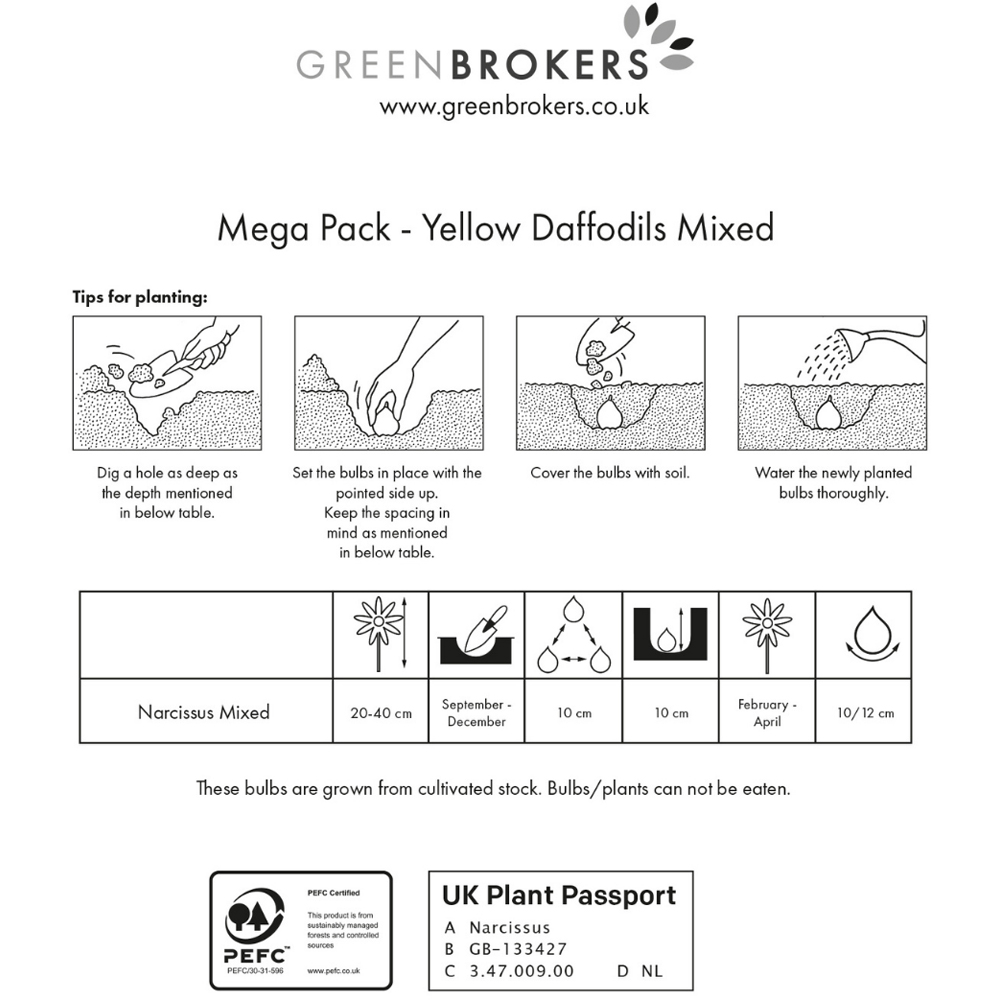GreenBrokers Dutch Daffodil Mixed Planting Bulb 40 Pack Image 3