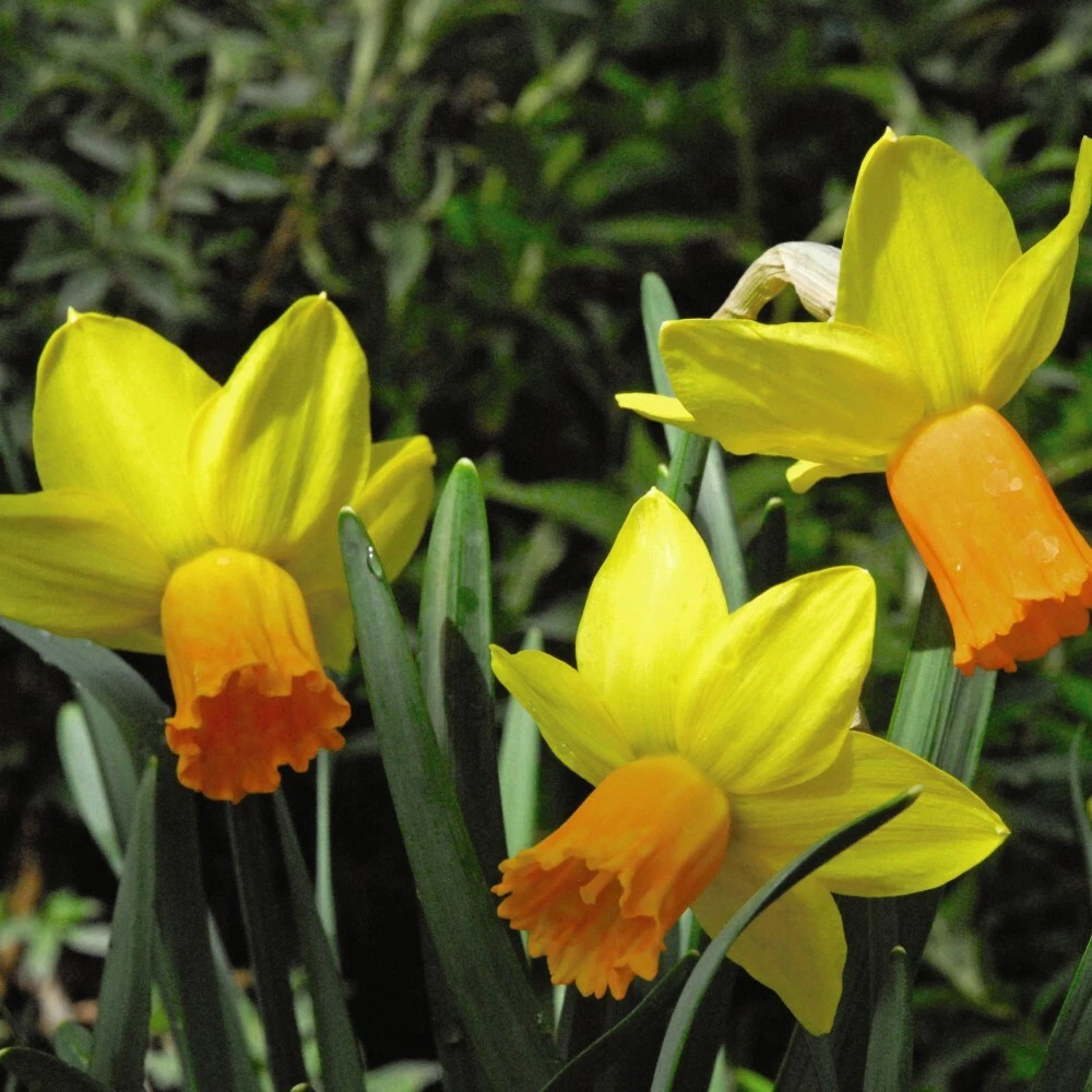 Thompson and Morgan Daffodil Jetfire Planting Bulb 80 Pack Image 3