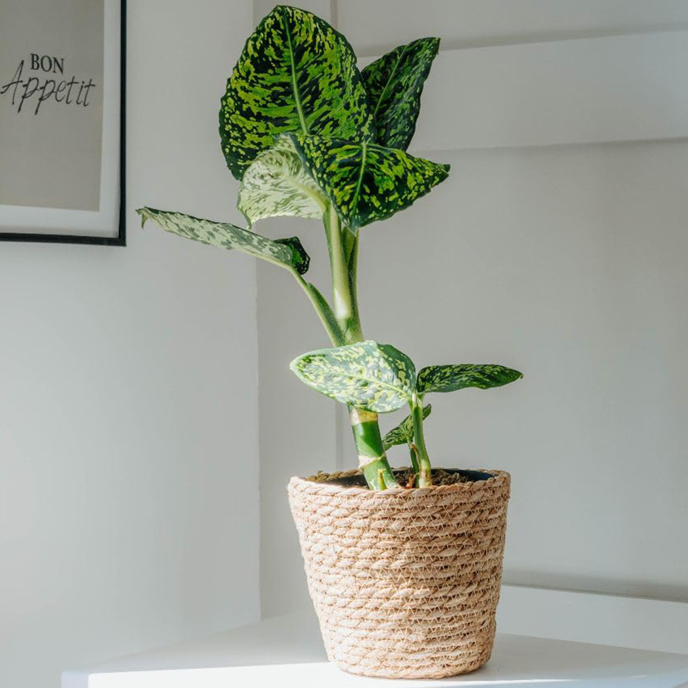 Thompson and Morgan Dieffenbachia Maculata Reflector Plant Pot 17cm 2 Pack Image 1