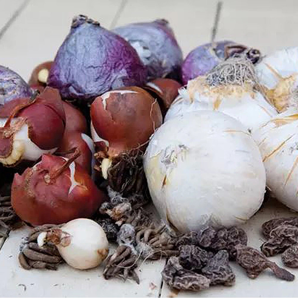 Thompson and Morgan Flowering Bonanza Collection Spring Planting Bulb 100 Pack Image 8