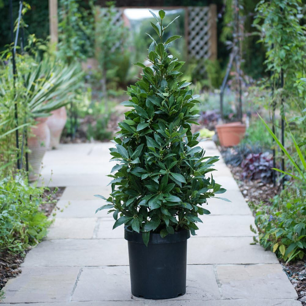 Thompson and Morgan Bay Pyramid Plant Pot 20cm 2 Pack Image 1