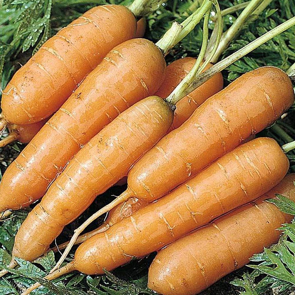 Thompson & Morgan Carrot Adelaide F1 Hybrid Seeds Image 1