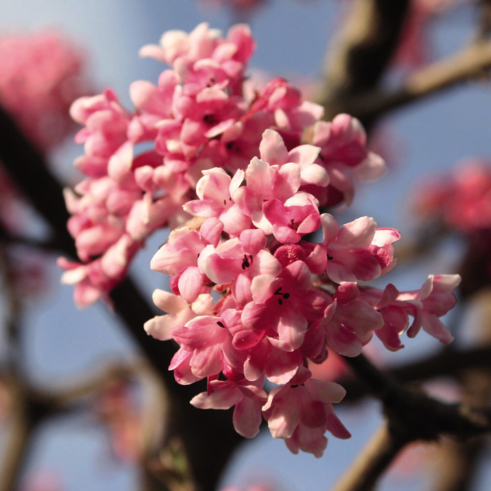 Thompson and Morgan Viburnum Bodantense Dawn Potted Plant 9cm Image 1