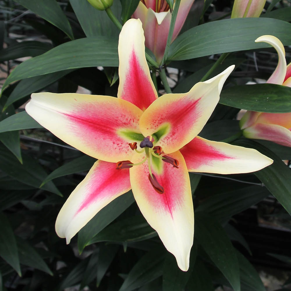 YouGarden Skyscraper Candy Club Lily Bulb 3 Pack Image 3