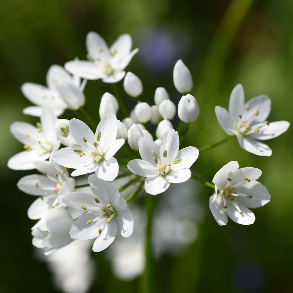 Thompson and Morgan Super Saver Spring Flowering Collection Planting Bulb 1000 Pack Image 2